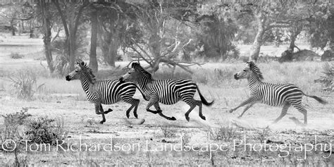 Running Zebra - a photo on Flickriver