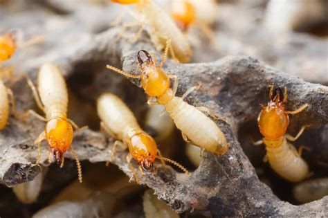 A Complete Guide on How to Deal with Various Termite Species | Creative Home Idea