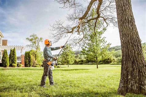 How Much Does It Cost To Trim A Big Tree : Do Landscapers Trim Trees ...