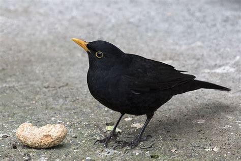 A Summary and Analysis of Wallace Stevens’ ‘Thirteen Ways of Looking at a Blackbird ...