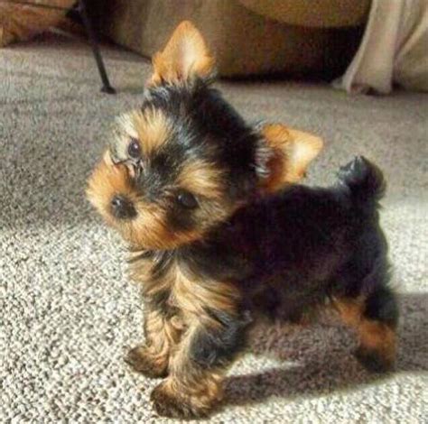 full grown yorkie - Google Search #yorkshireterrier | Teacup yorkie puppy, Yorkshire terrier ...