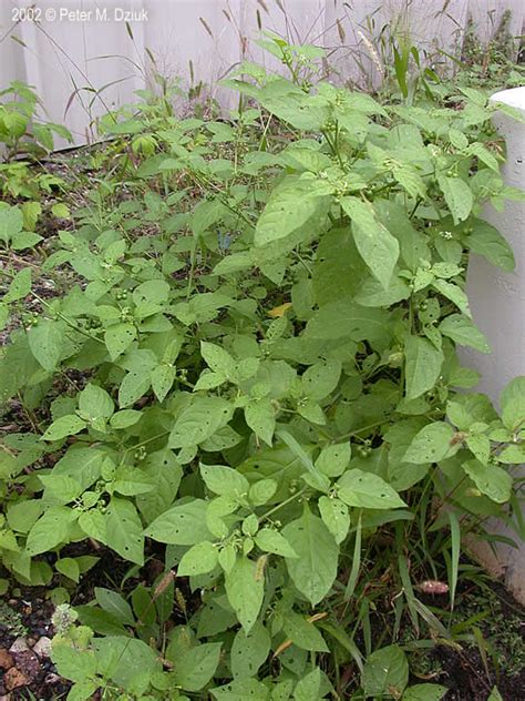 Solanum ptychanthum (Black Nightshade): Minnesota Wildflowers