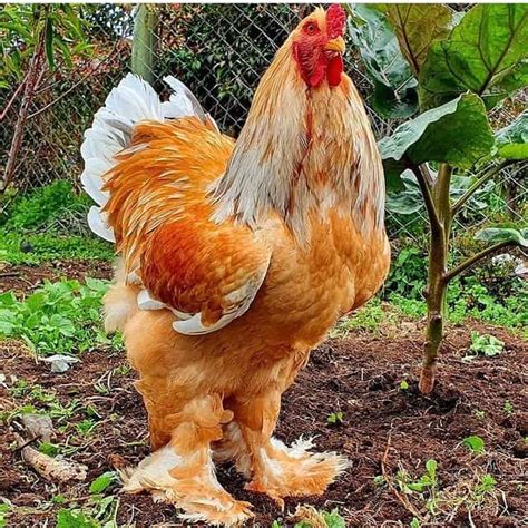 Top 12 Largest Chicken Breeds: With Comparison Table