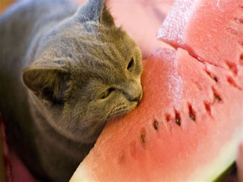 Here, have a cat eating a watermelon. - Imgur | Watermelon cat, Cats ...