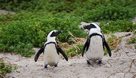 Scientists raise awareness on endangered African Penguin species - SABC ...