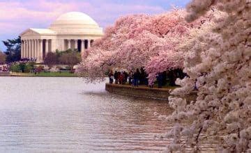 🔥 [50+] Washington DC Cherry Blossom Wallpapers | WallpaperSafari