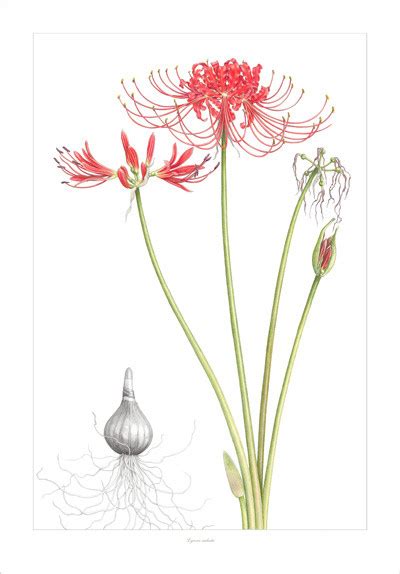 We are excited to offer the Lycoris radiata limited edition print