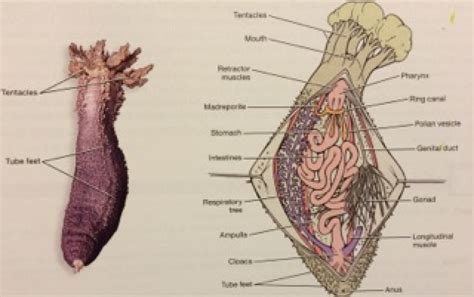 ImageQuiz: BIOL212 Sea Cucumber Anatomy