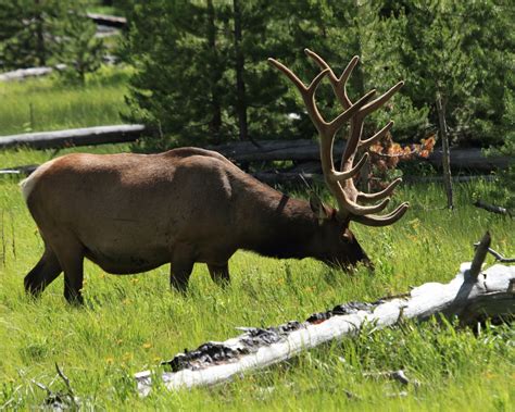 Yellowstone wildlife -- Wildlife in photography-on-the.net forums