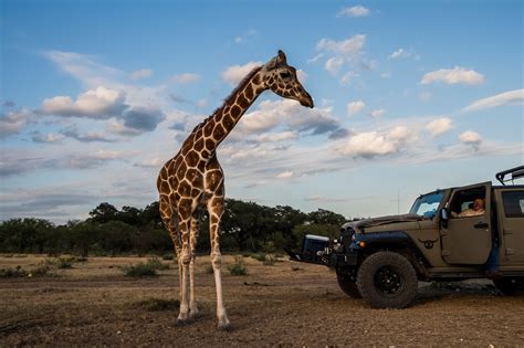 Blood and Beauty on a Texas Exotic-Game Ranch - The New York Times