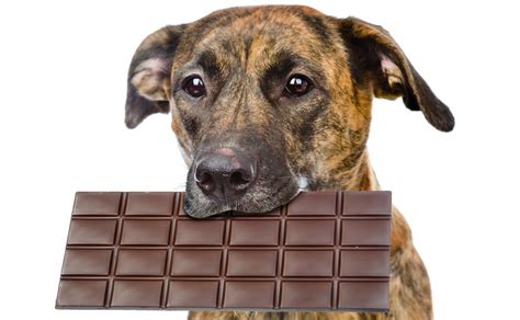 Myth or Truth : Could Chocolate Kill Your Dog?