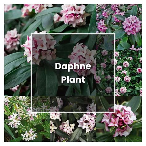 How to Grow Daphne Plant - Plant Care & Tips | NorwichGardener