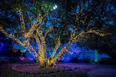 Sneak Peek: Selby Gardens' 2020 Lights in Bloom | Sarasota Magazine