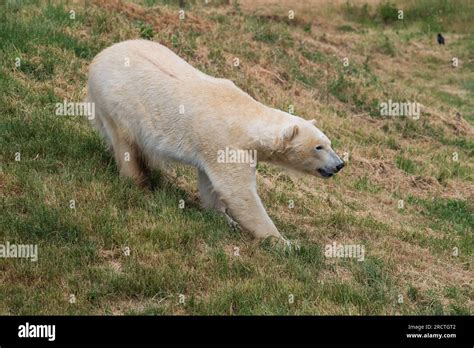 Two Polar Bear's are seen at Yorkshire Wildlife Park as part of 'Project Polar.' Englands only ...