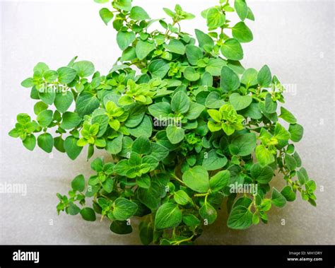 Oregano plant (Origanum vulgare) a Perennial herb Stock Photo - Alamy