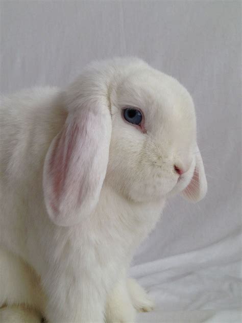 White Mini Lop Rabbit