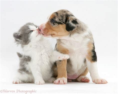 Kittens And Puppies Kissing