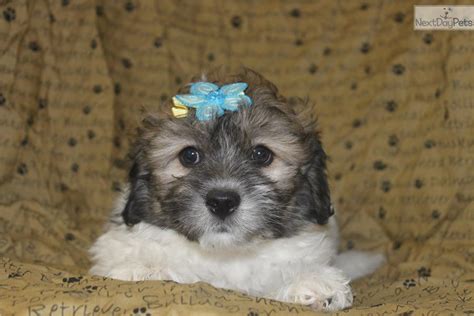 Meet Female a cute Lhasapoo puppy for sale for $250. cute puppies