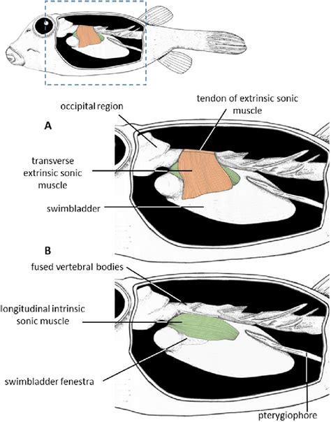 Left lateral views showing the sound producing apparatus in Ostracion ...