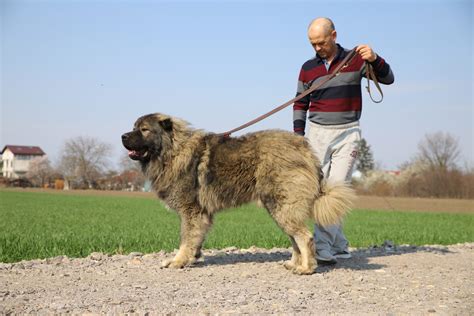 Should I own a Caucasian Shepherd dog? – Titans Family