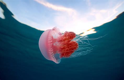 pink jellyfish in the philippines photo | One Big Photo