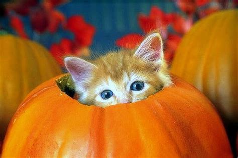 ..Kitten in Pumpkin.., fall, pretty, autumn, holidays, halloween, adorable, leaves, HD wallpaper ...