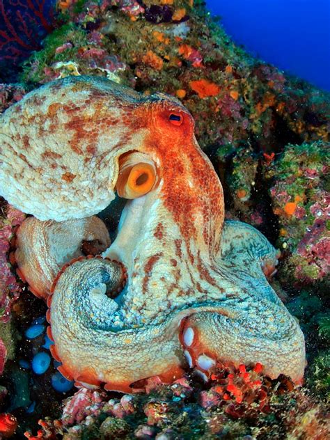 Common Octopus