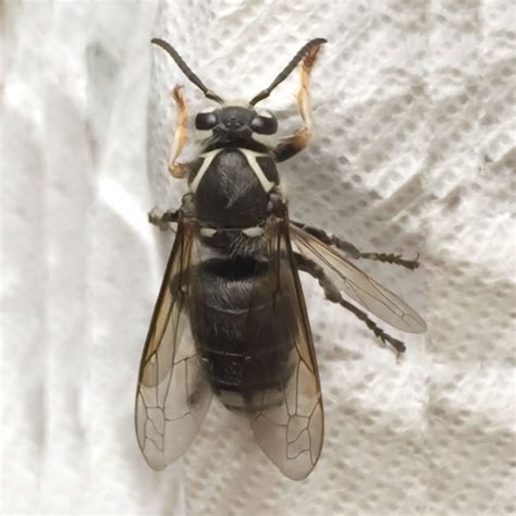 Bald-Faced Hornet Pictures