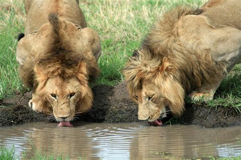 2 male lions drinking at water hole | Seen in Masai Mara, Ke… | Flickr