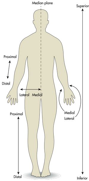 The Difference between Medial and Lateral, Proximal and Distal, and ...