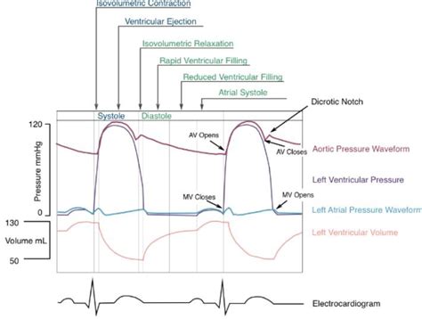 Cardiac Cycle (Wiggers Diagram) Diagram | Quizlet