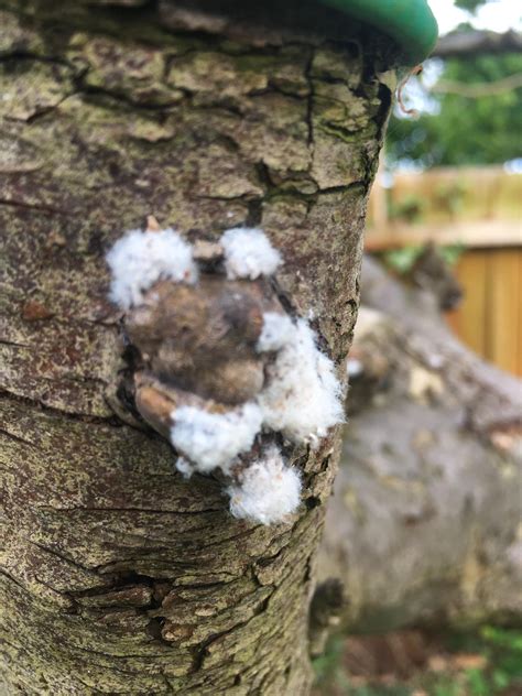 What is this white fuzzy stuff? Its in clumps all over my parents apple ...