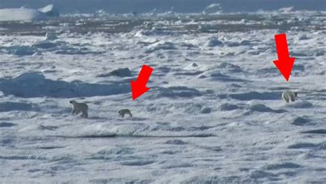 [ESPANTO] Oso polar cazando un cachorro de su propia especie para poder ...