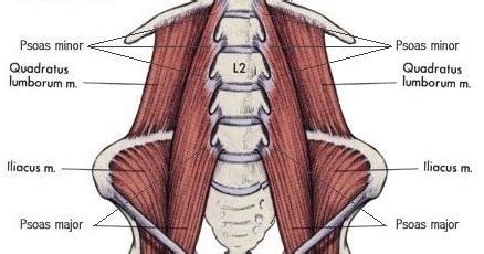 Save Your Health: Lumbo-Pelvic-Hip Complex