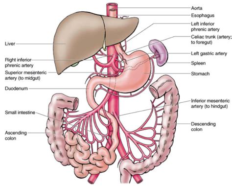 Cranial Mesenteric Artery