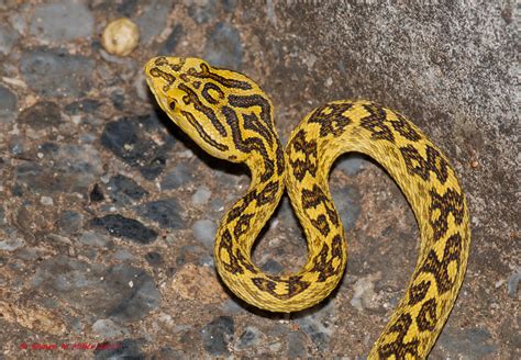 Habu snakes of Okinawa | Flickr