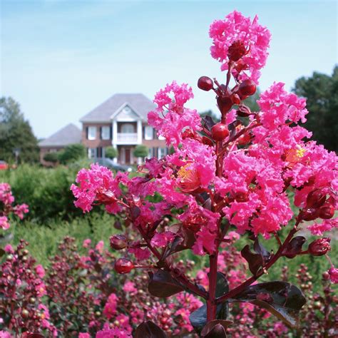 Pink Velour Crape Myrtle Trees for Sale – FastGrowingTrees.com