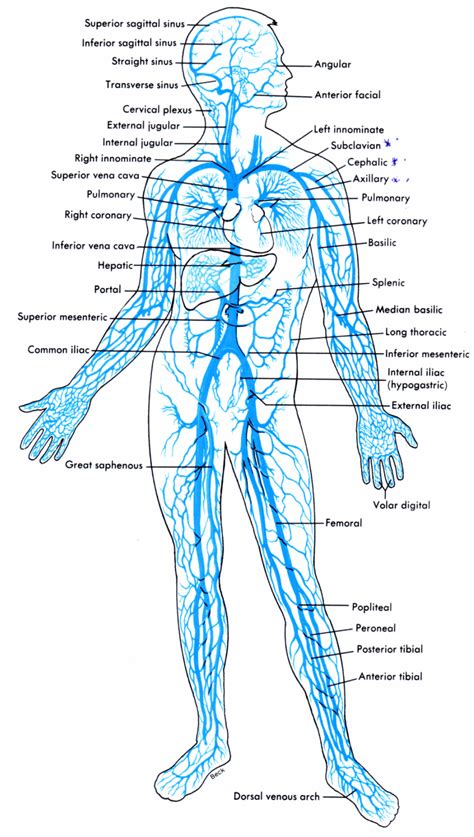 Automóveis & Pensamentos Pessoais | Circulatory system, Human anatomy and physiology, Nurse