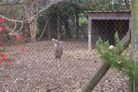 Chattanooga Zoo - Review, Details, and Pictures