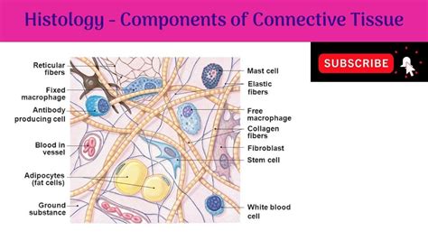 Ground Substance Is Best Described as Which of the Following