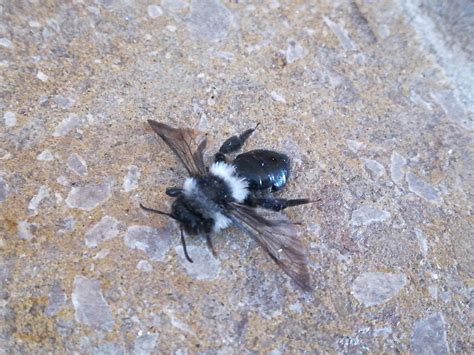 Black and white bee? Found dead in UK West Midlands, appox the size of a thumb nail. Can anyone ...