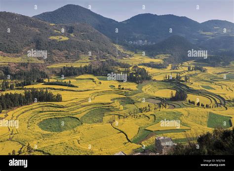 Canola field, rapeseed flower field with morning fog in Luoping, China, near Kunming Stock Photo ...