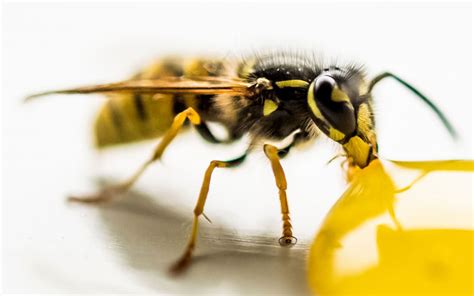 Are Wasps Attracted to Honey? - Insectic