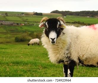 Black Faced Sheep Field Near Haworth Stock Photo 724923964 | Shutterstock