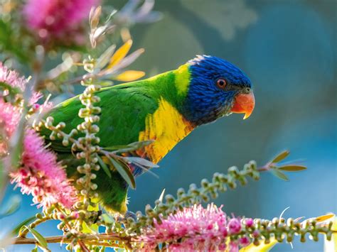 Where can I see the Rainbow Lorikeet in the wild