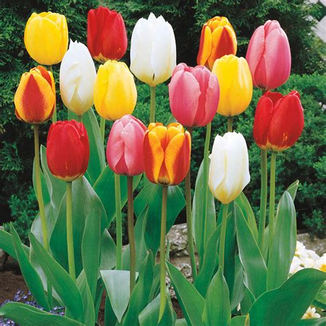 Perennial Tulip Mixture | Breck's