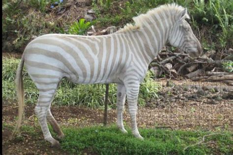 a white zebra standing on top of a lush green field next to rocks and trees