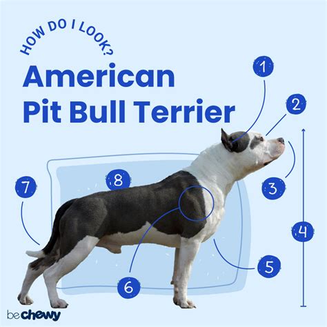 Can You Identify A Pitbull Terrier