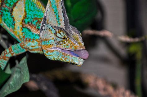 What Do Pet Chameleons Eat? Diet & Nutrition Guide – Chameleon School