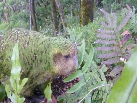 Meet the Kakapo! World’s only flightless parrot and heaviest parrot in the world - ABC15 Digital